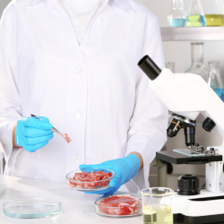 scientist with a blue gloved hand holding a petri dish containing lab grown meat
