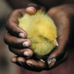 young child holding a yellow baby chicken in their hands