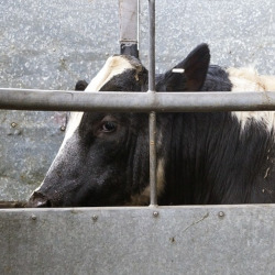 black and white cow behind a metal fence on a factory farm CAFO