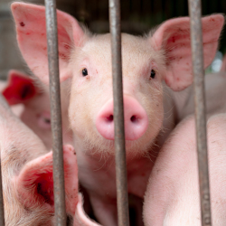 piglets in a metal cage on a factory farm CAFO