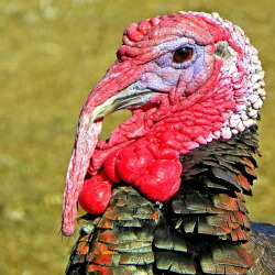close up of a tom turkey head on a farm