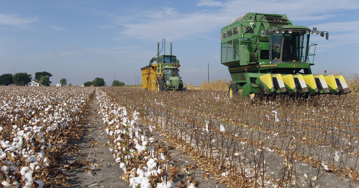 Cotton field with big machinery.