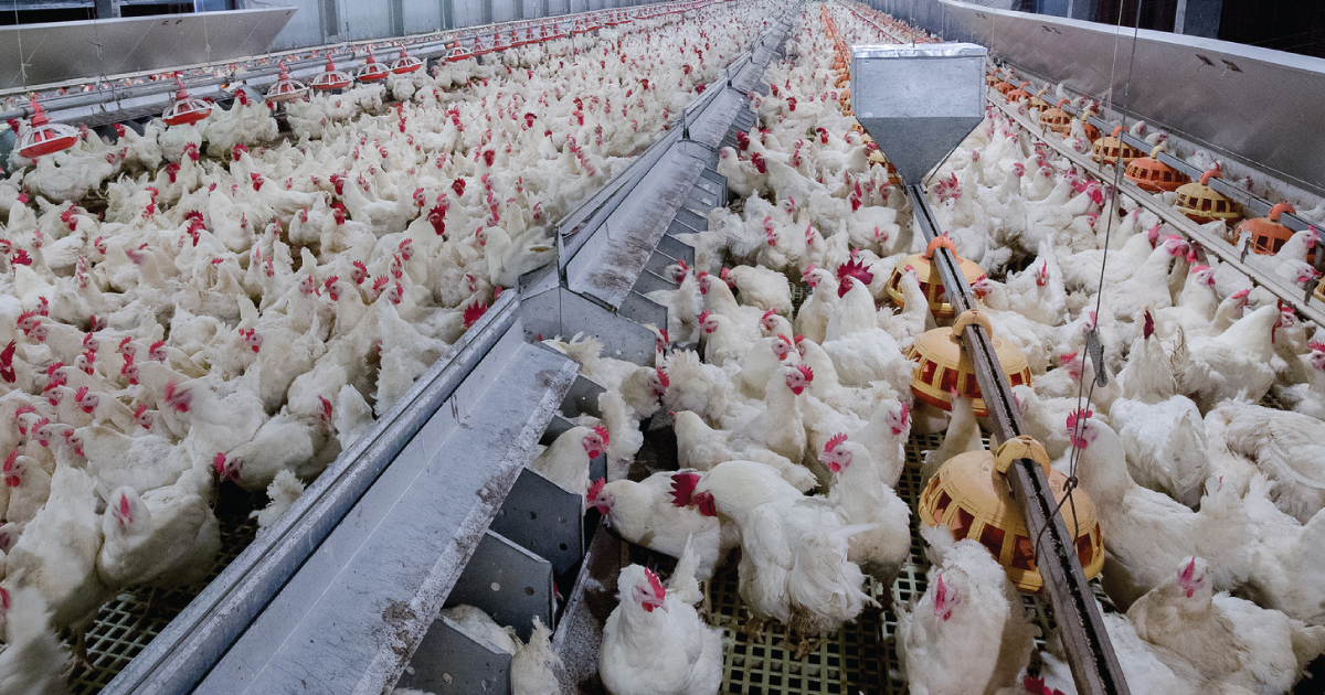 Chickens in a factory farm.