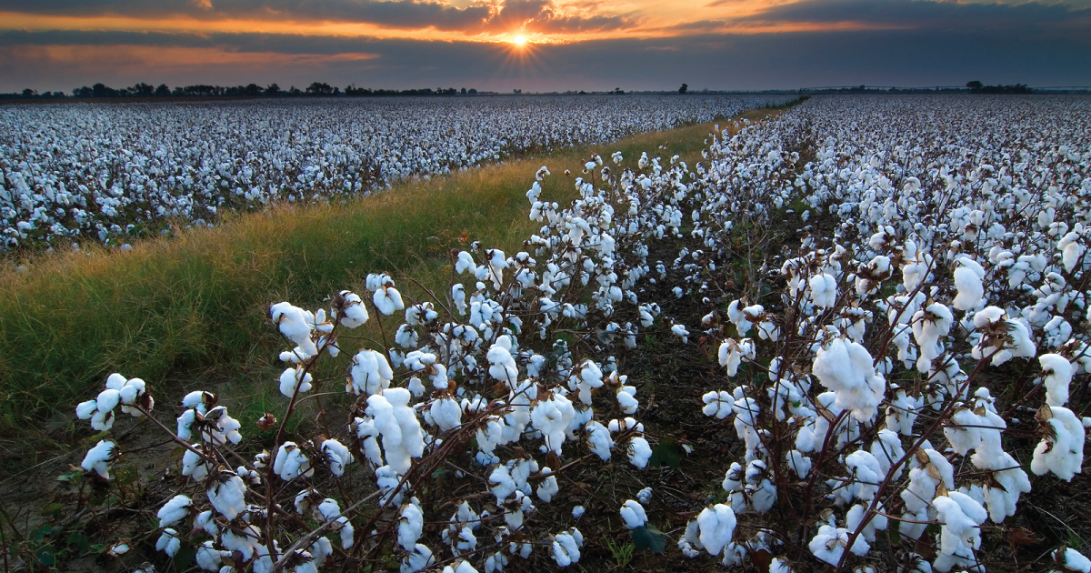 GMO cotton.