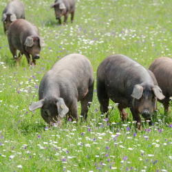 brown pigs grazing in a grassy meadow on a farm