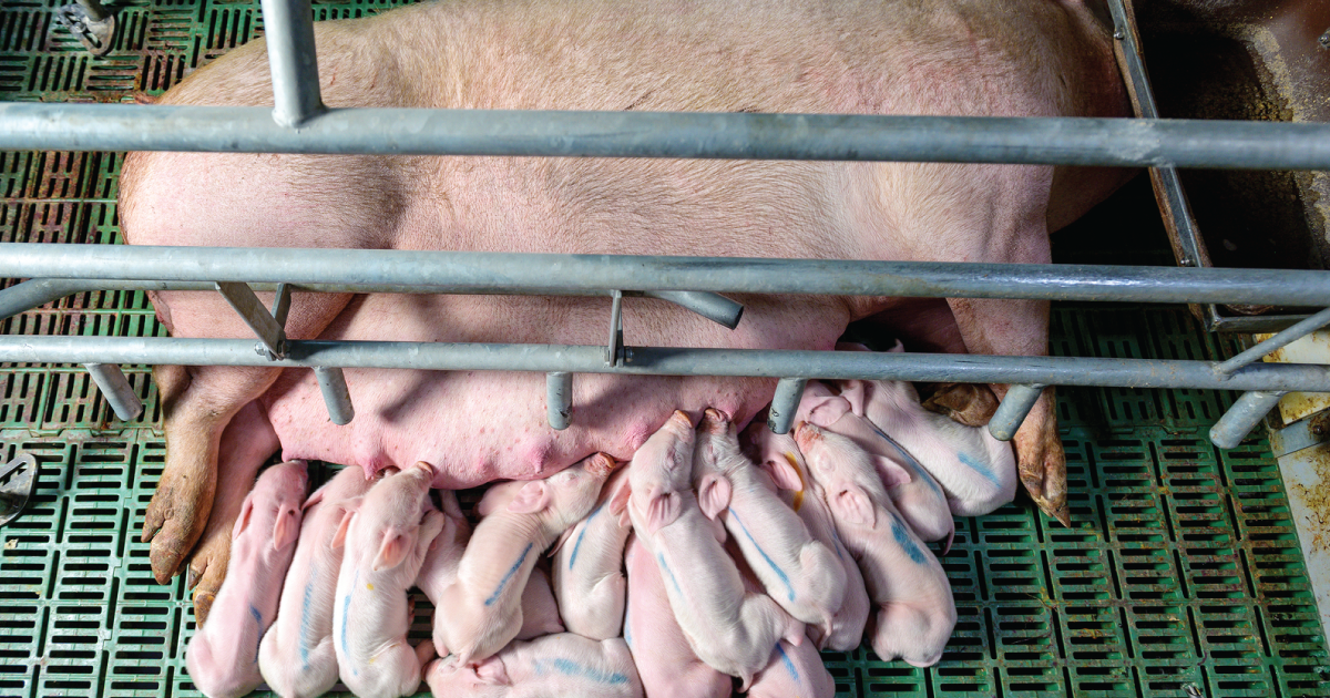 Piglets nursing in a factory farm.