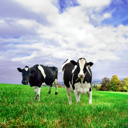 two black and white diary cows grazing on grass on a farm pasture