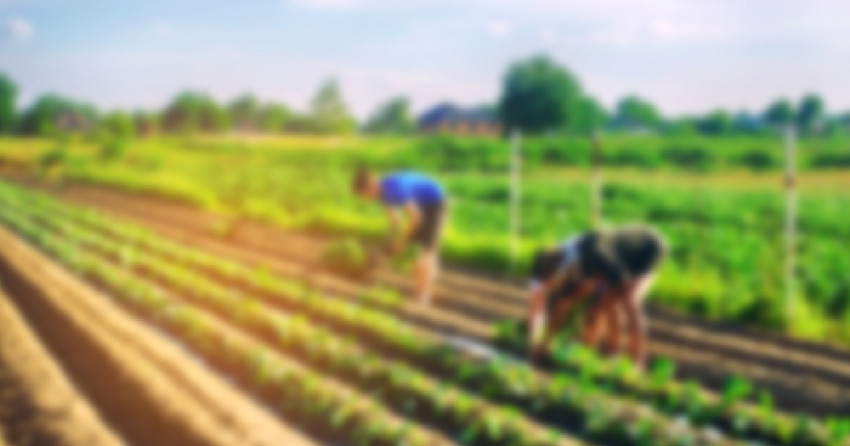 out of focus image of farmers in a crop field harvesting