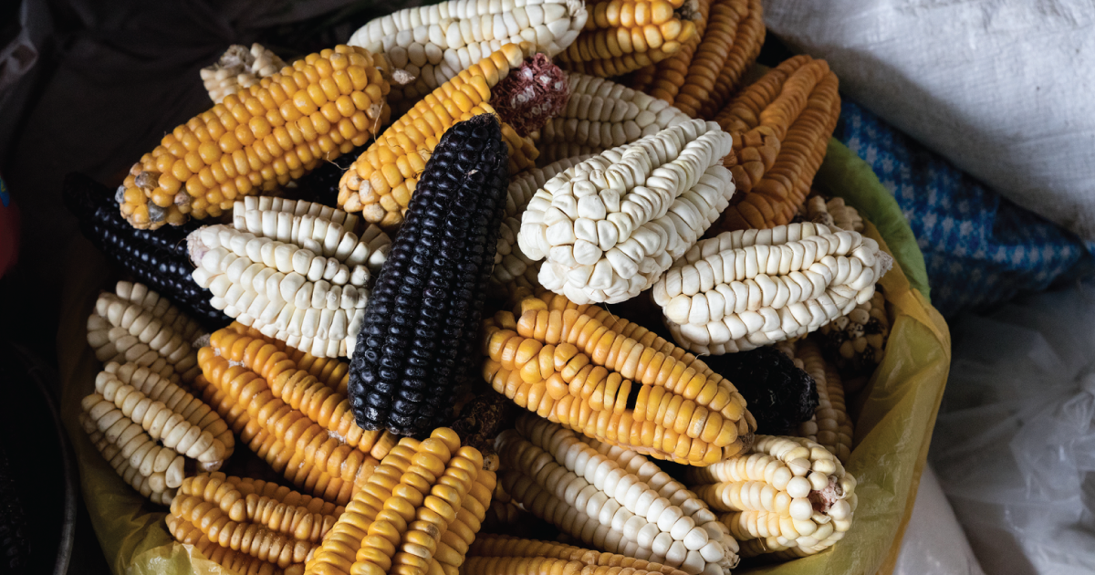 Corn in a basket.