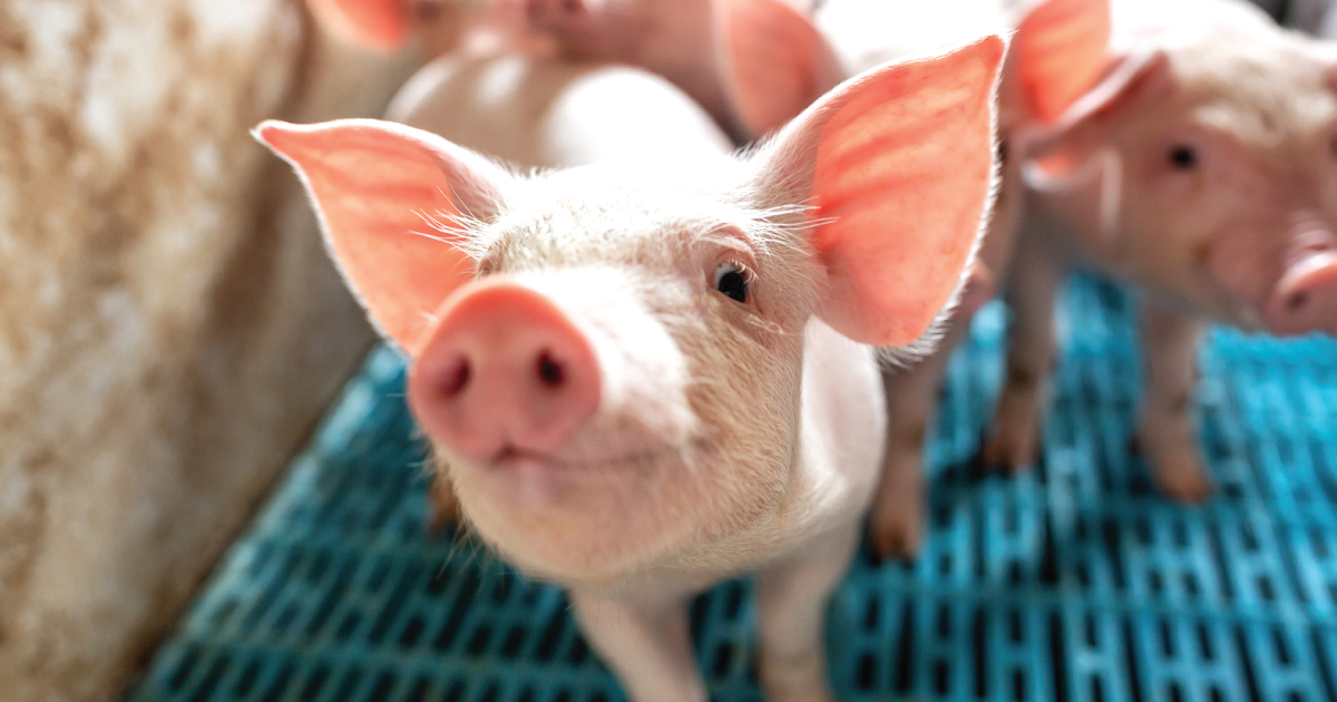 Pigs at a factory farm or slaughter house.
