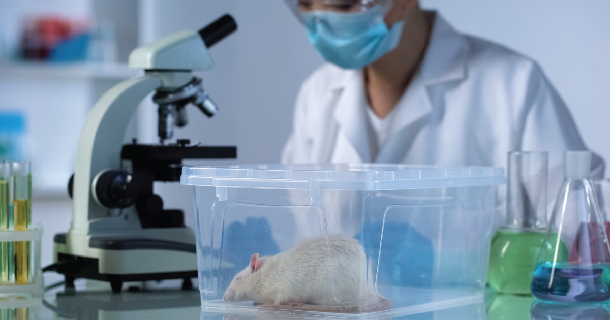 Rat in a lab.