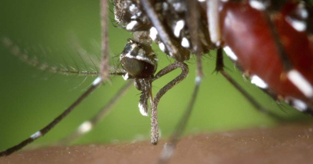 female mosquito biting a human