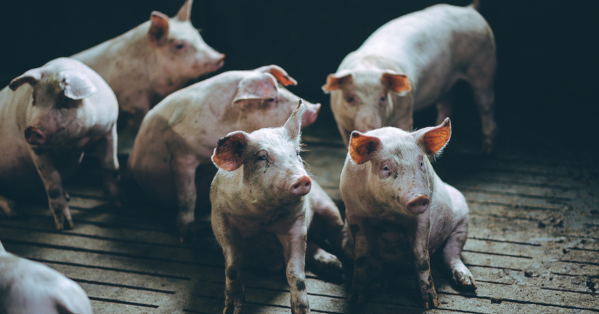 pink piglet hogs at a factory farm CAFO