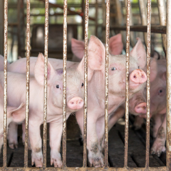 young piglets in a factory farm CAFO metal cage