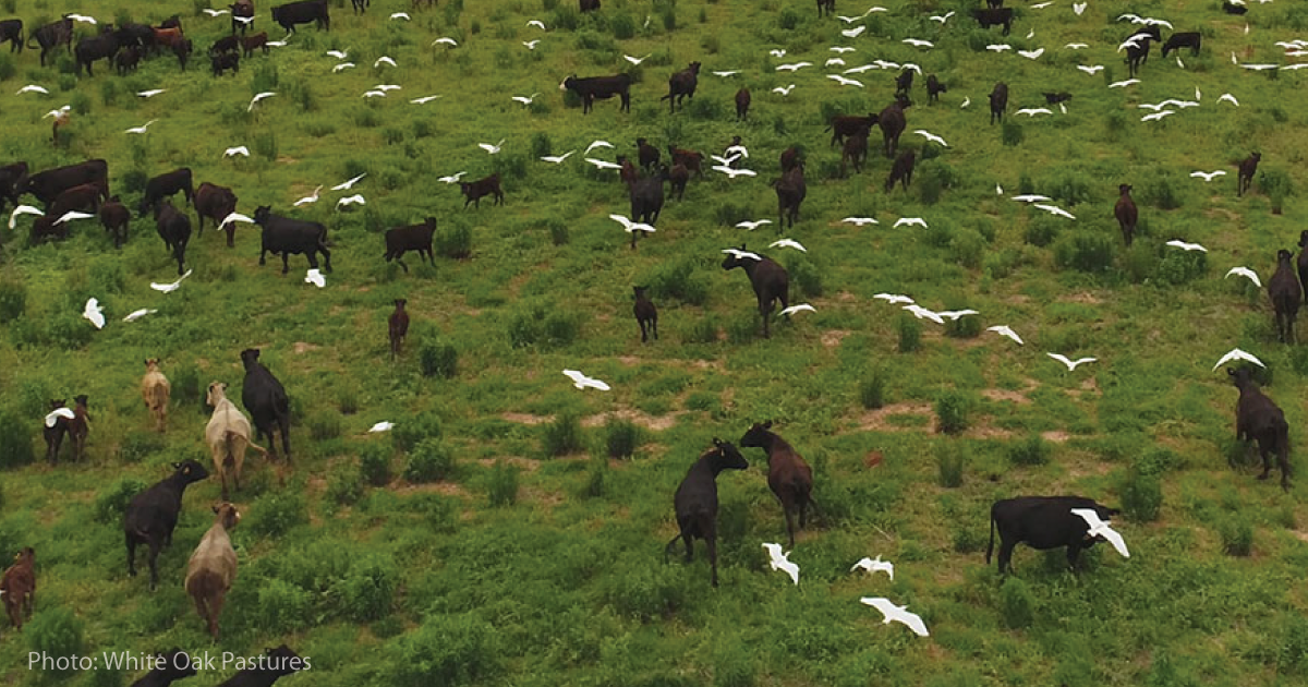 Cows grazing and birds.