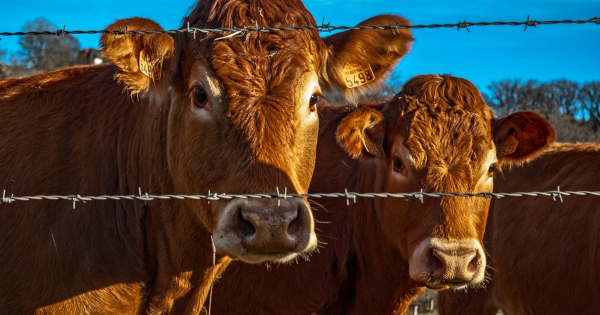 two brown furry cattle behind a barbed wire fence on a pasture
