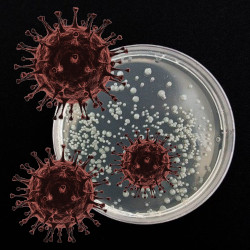 petri dish on a black background with illustrative renderings of the coronavirus