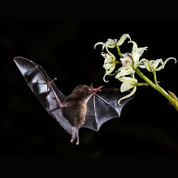 Bat pollinating a flower