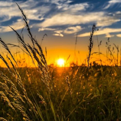 Meadow grasses in front of a sunset
