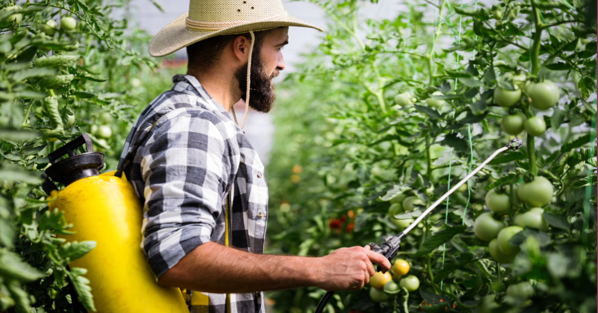 man in a flannel shirt and straw hat spraying tomato plants with pesticides in a large yellow tank on his back