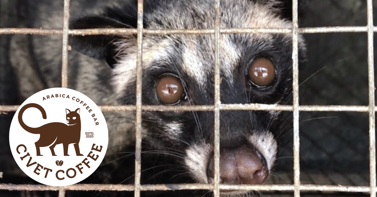 Photo of an Asian civet cat behind bars with the Kopi luwak coffee logo