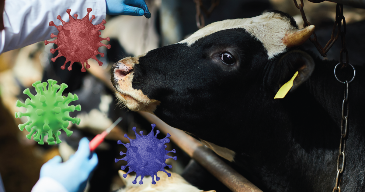 black and white cow surrounded by coronaviruses and a syringe