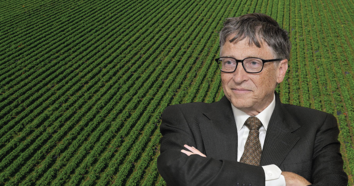 Bill Gates in front of crops.
