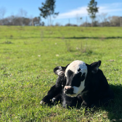 black and white calf on a grassy meadow pasture