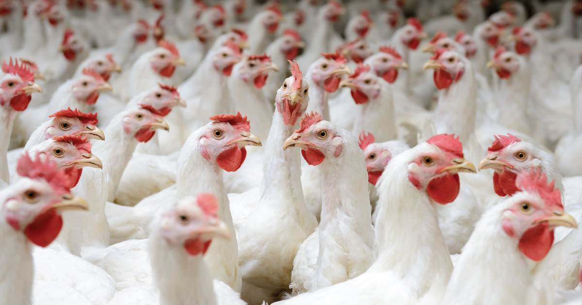 Fast-Growing Chickens Have Long Suffered From Unique Health Problems. Is It  Time To Ban Them From Animal Welfare Certifications? - Organic Consumers