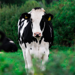 black and white cow on a green grassy pasture