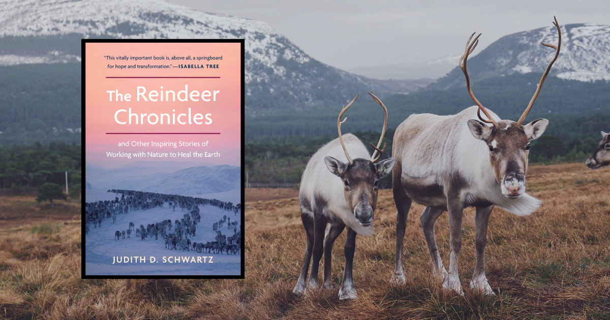The Reindeer Chronicles by Judith D. Schwartz