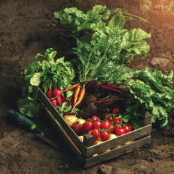 A crate of vegetables with a background of soil