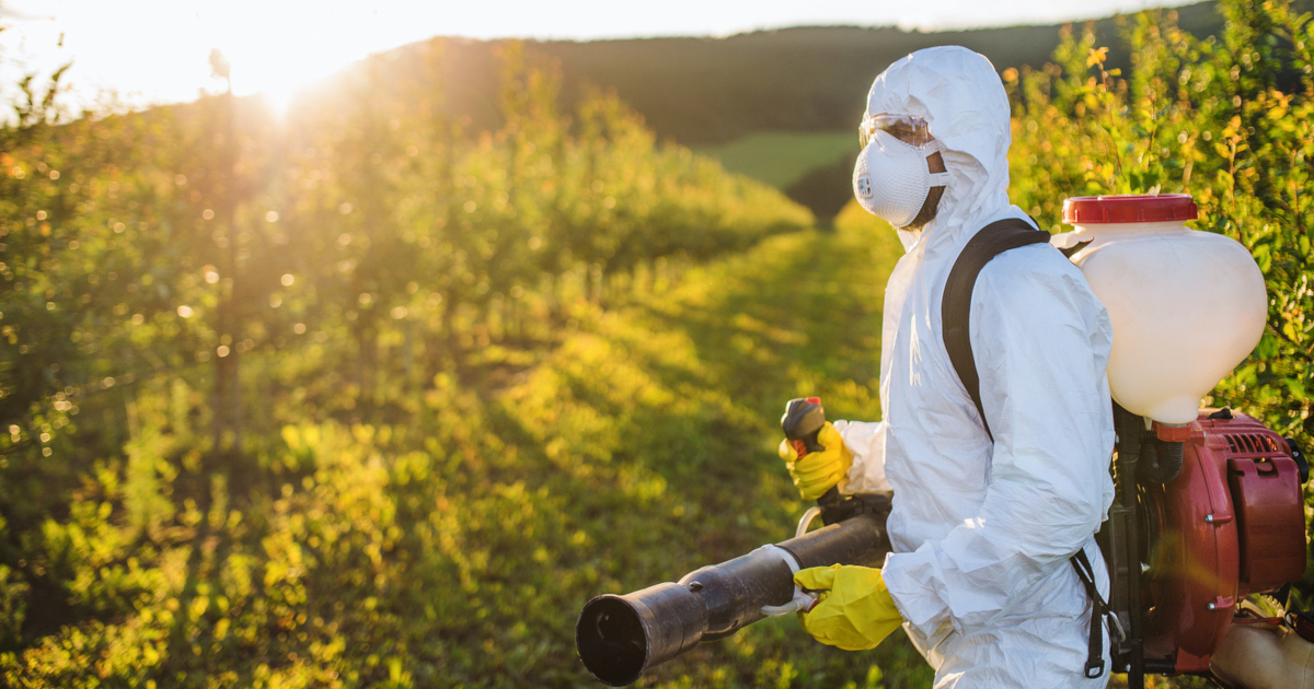 A farmer outdoors in orchard at sunset, using pesticide chemicals.