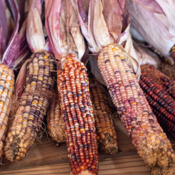 Dried ears of colorful Indian Corn