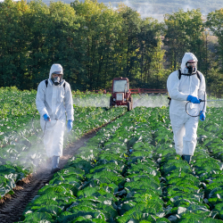 Farmers spraying pesticide in a field