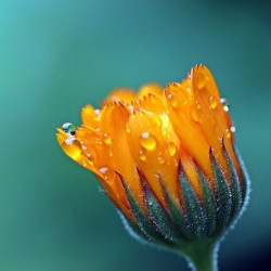 marigold flower bud beginning to open in spring covered with small water droplets
