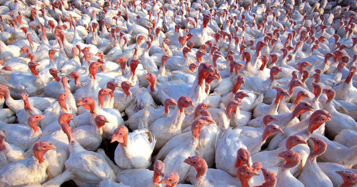 View of crowded turkeys on farm