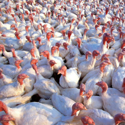 crowded turkeys in factory farm setting