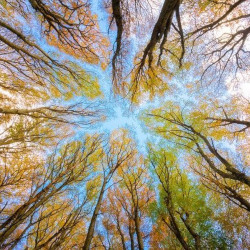 canopy of trees in a forest on a blue sky