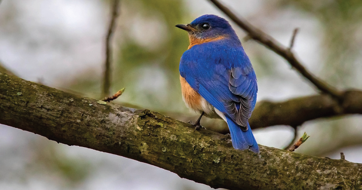 A bluebird.