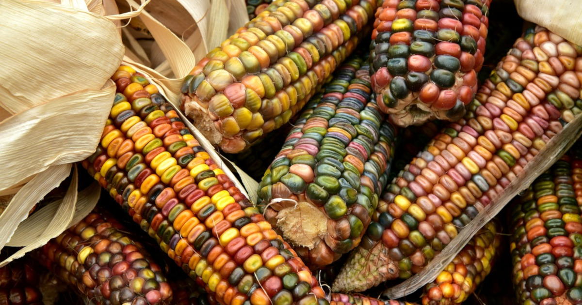 colorful ears of dried corn