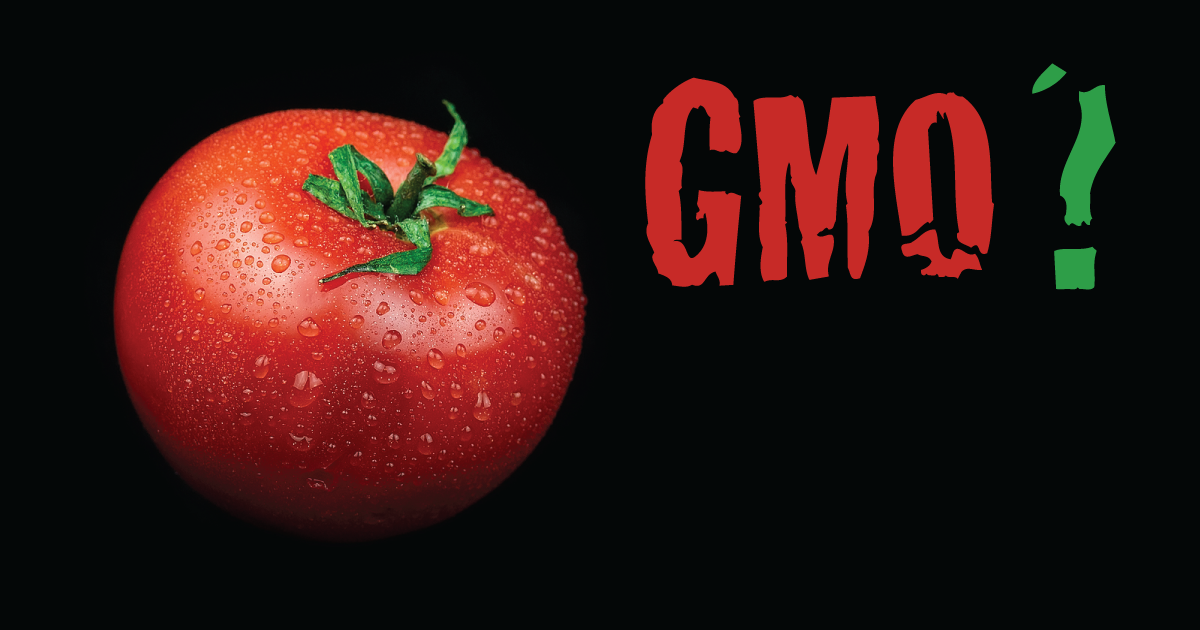 GMO tomato.