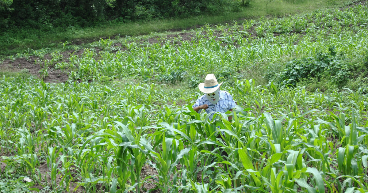 maize farmer in field