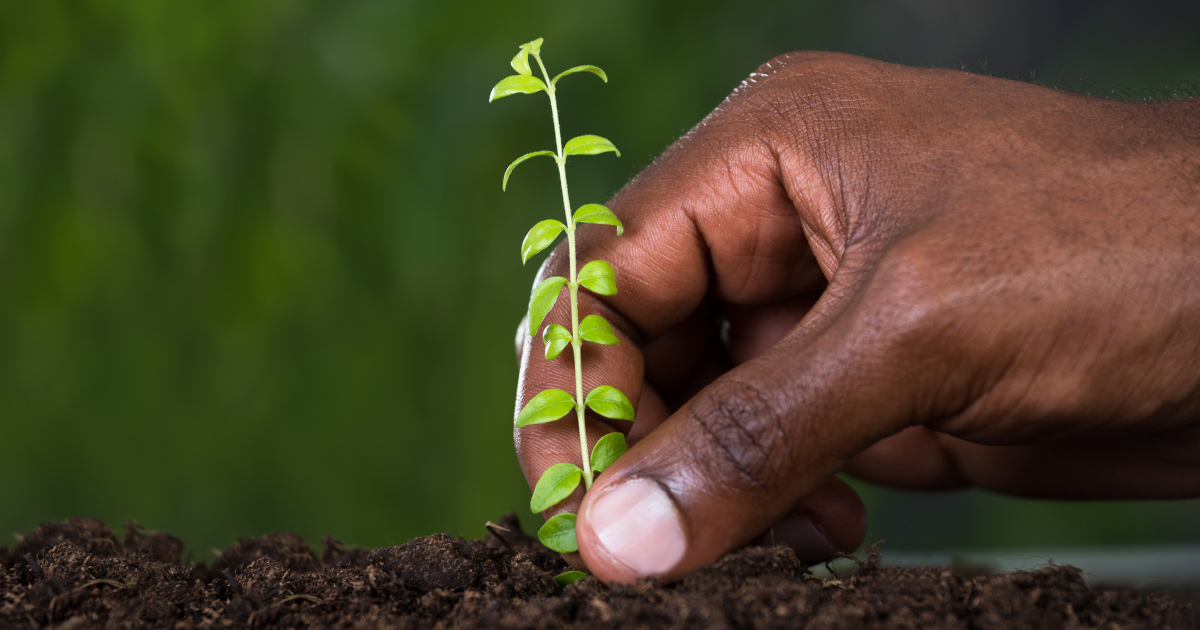 hand planting a seedling into rich soil