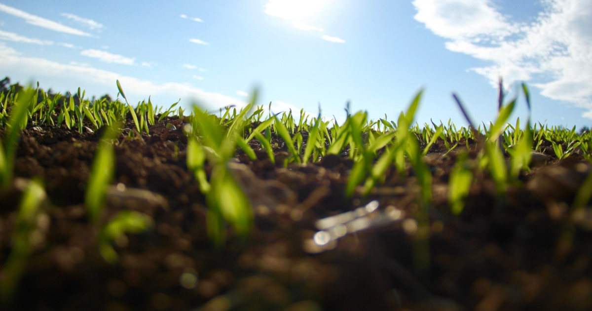 farm field of soil with small green seedlings growing up on a sunny blue sky day