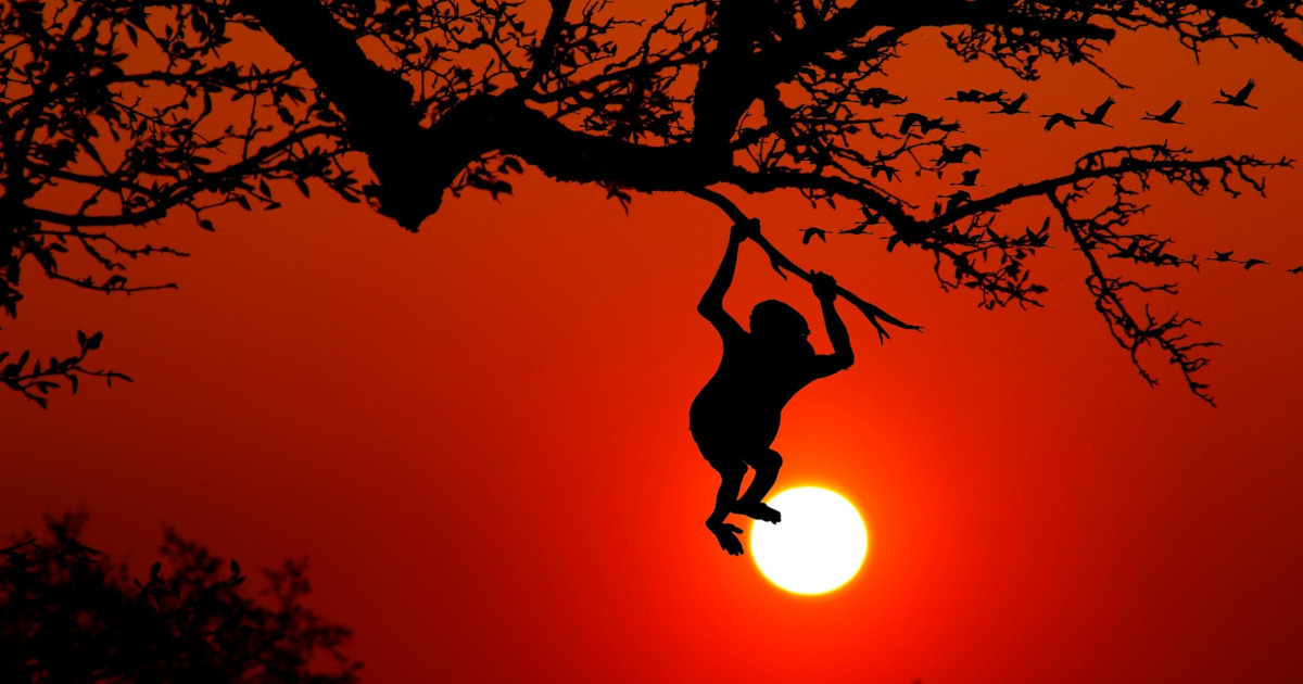 silhouette of a monkey hanging from a tree in the jungle at sunset