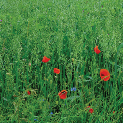 grass and red flowers