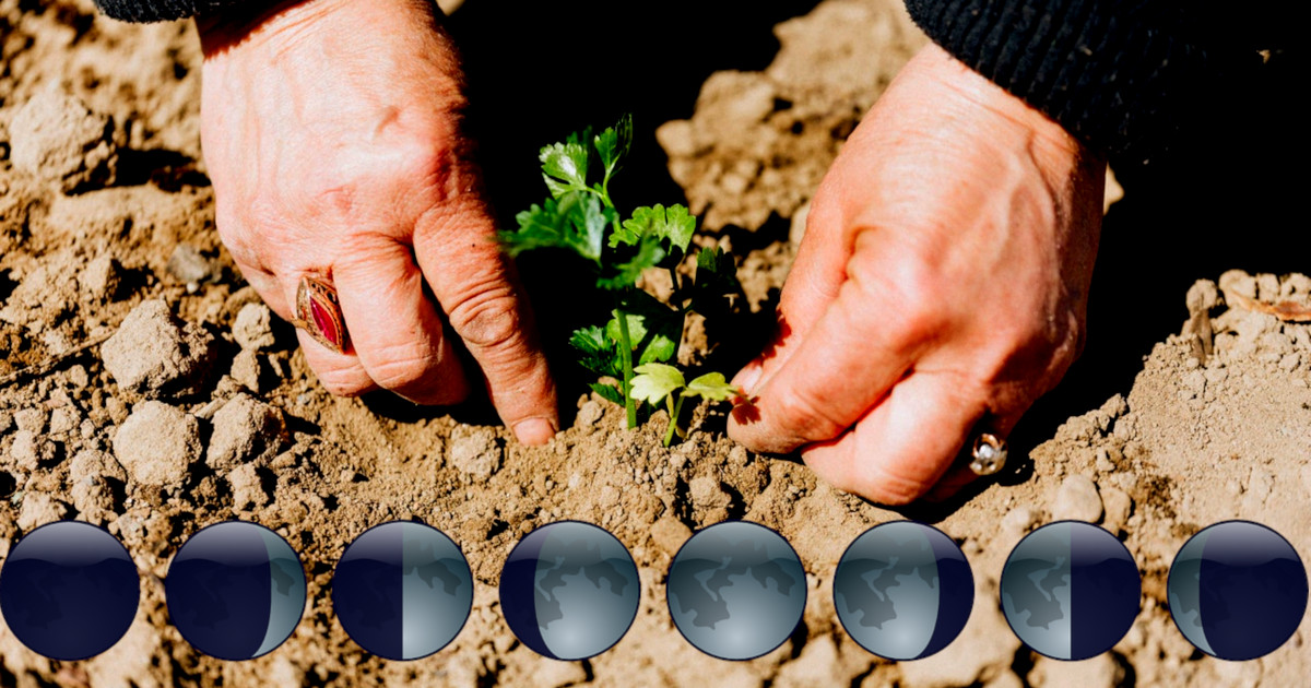 planting herbs in soil by the phases of the moon