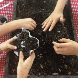 several people planting seeds in soil