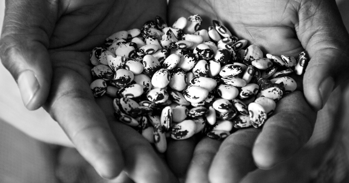 hands holding bean seeds